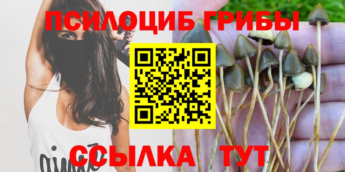 Шелехов  Псилоцибиновые грибы Psilocybe  Вход с VPN  Псилоцибиновые грибы прущие грибы 